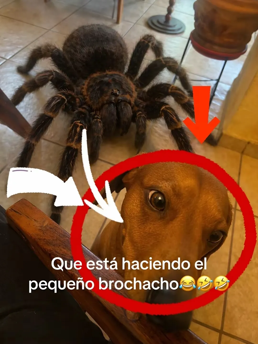 Brochacho is hungry 🤣🤣✌️
