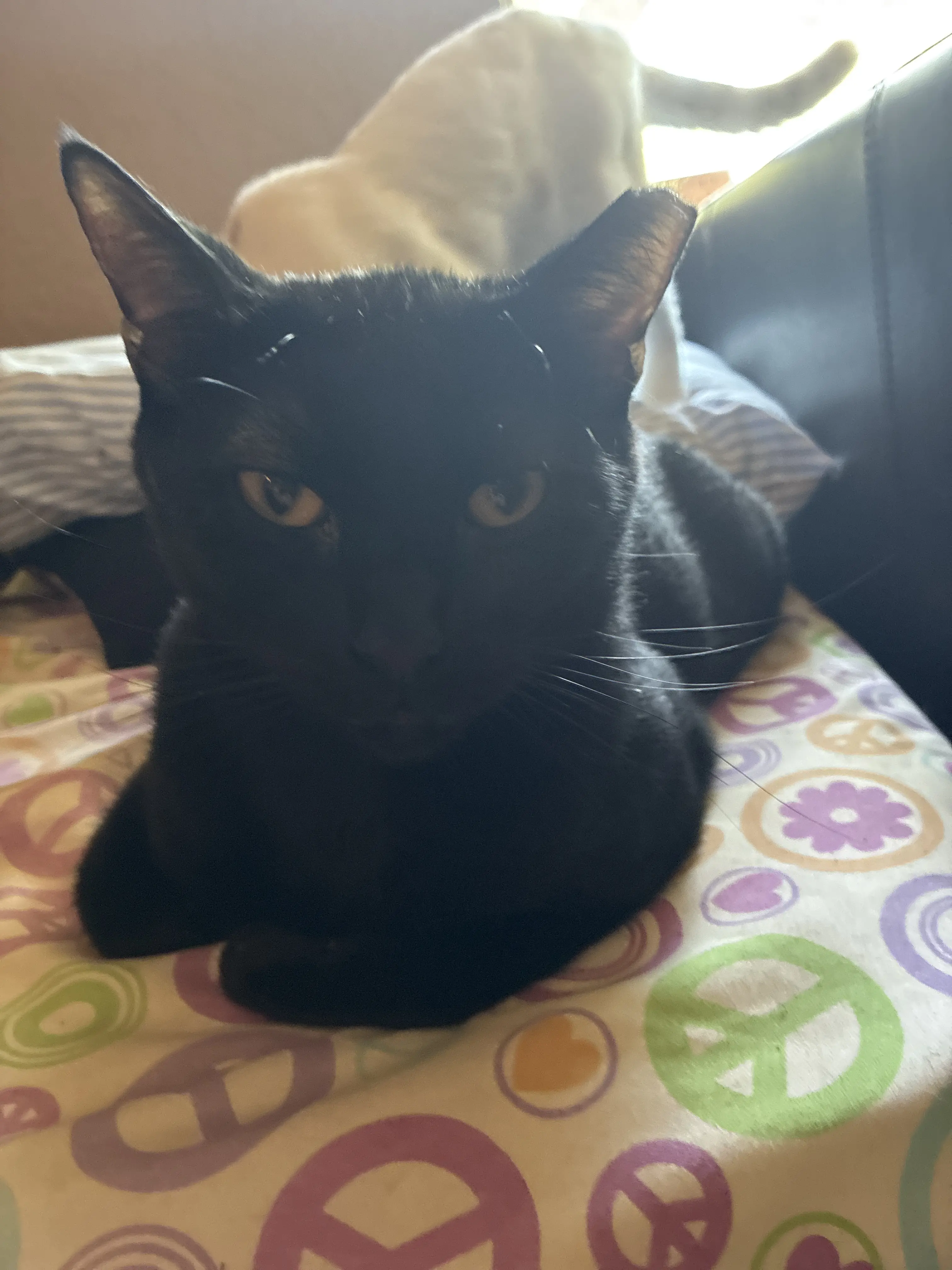 Cute cat