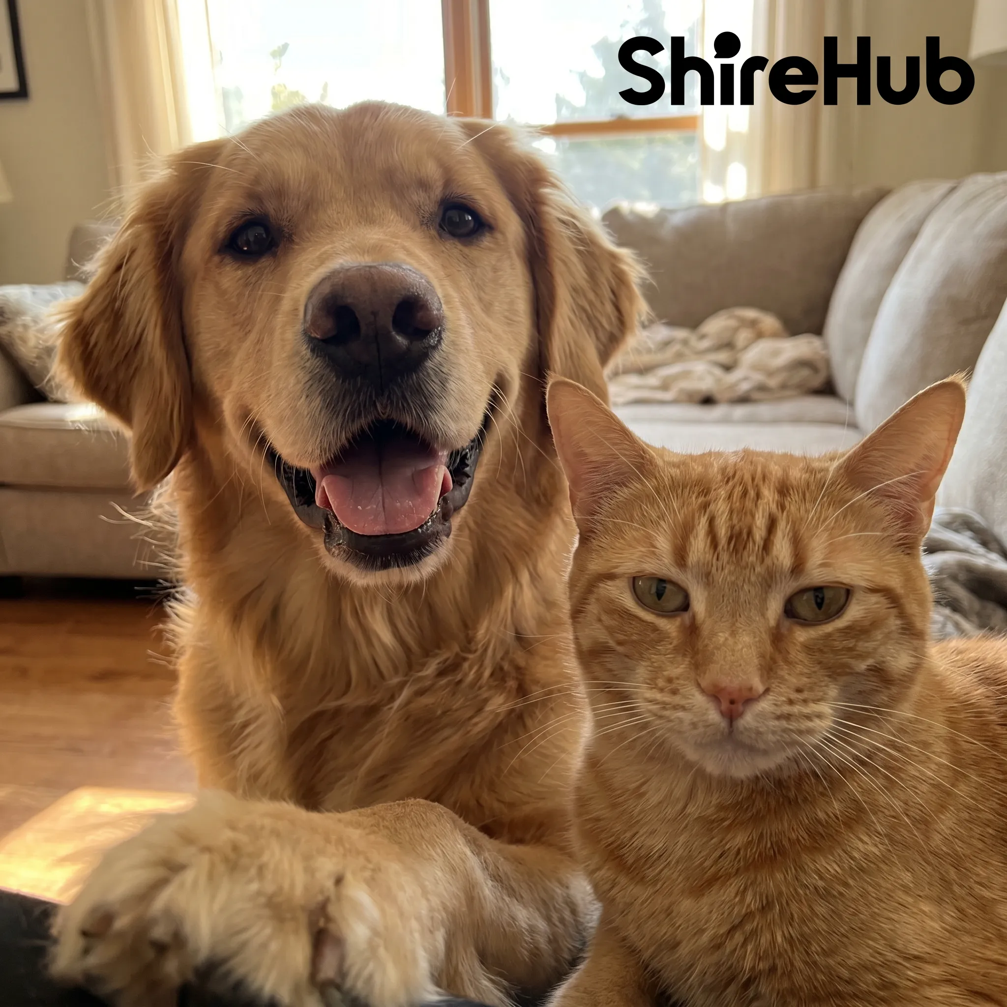 Your pet does wild things. ShireHub puts those moments in front of people who actually get it.