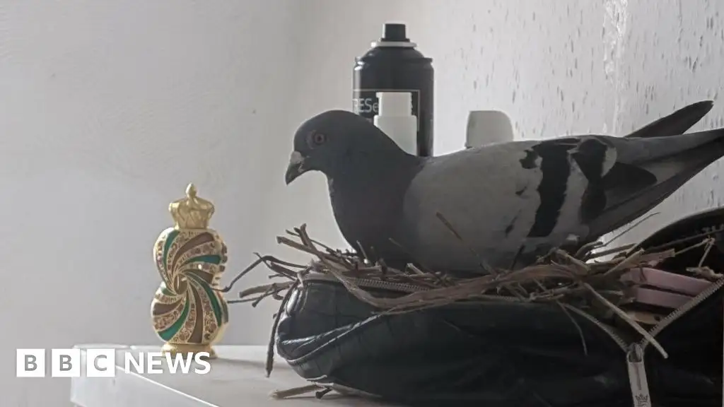 Pigeon flies into Bedford bathroom and nests in makeup bag