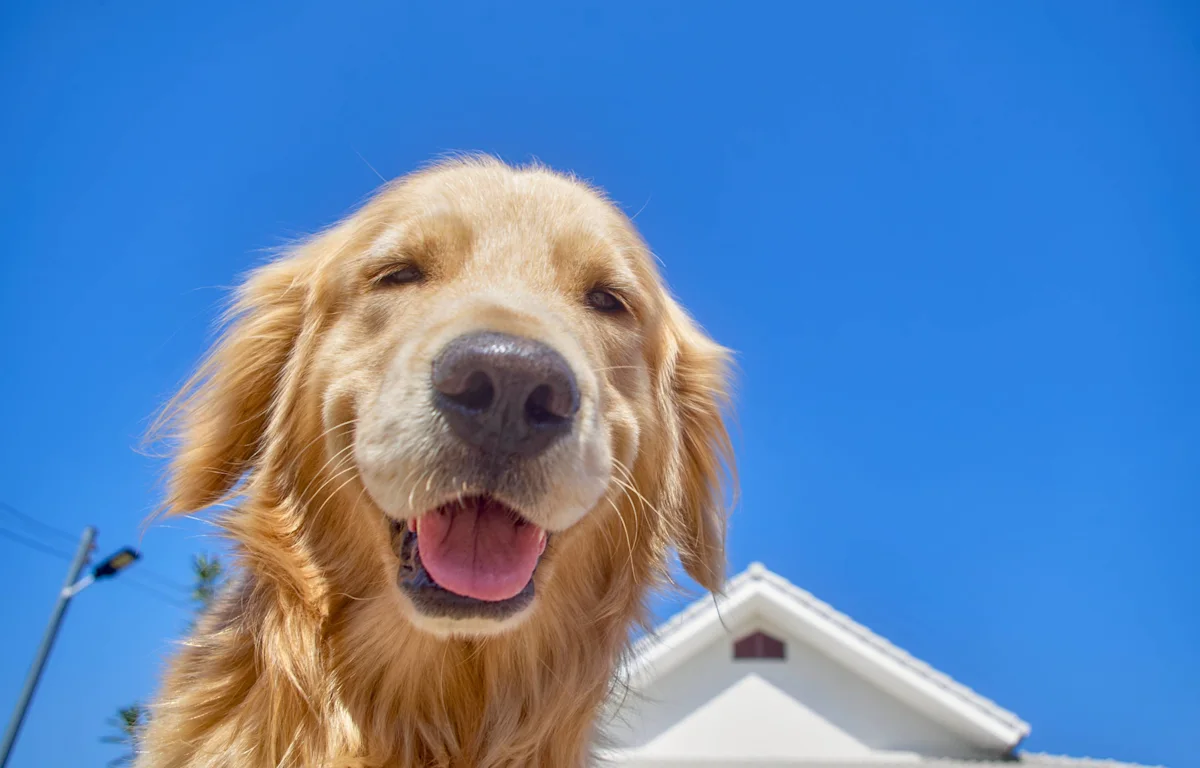 Woman's Makeup Tutorial Takes an Adorable Turn Thanks to a Friendly Golden Retriever
